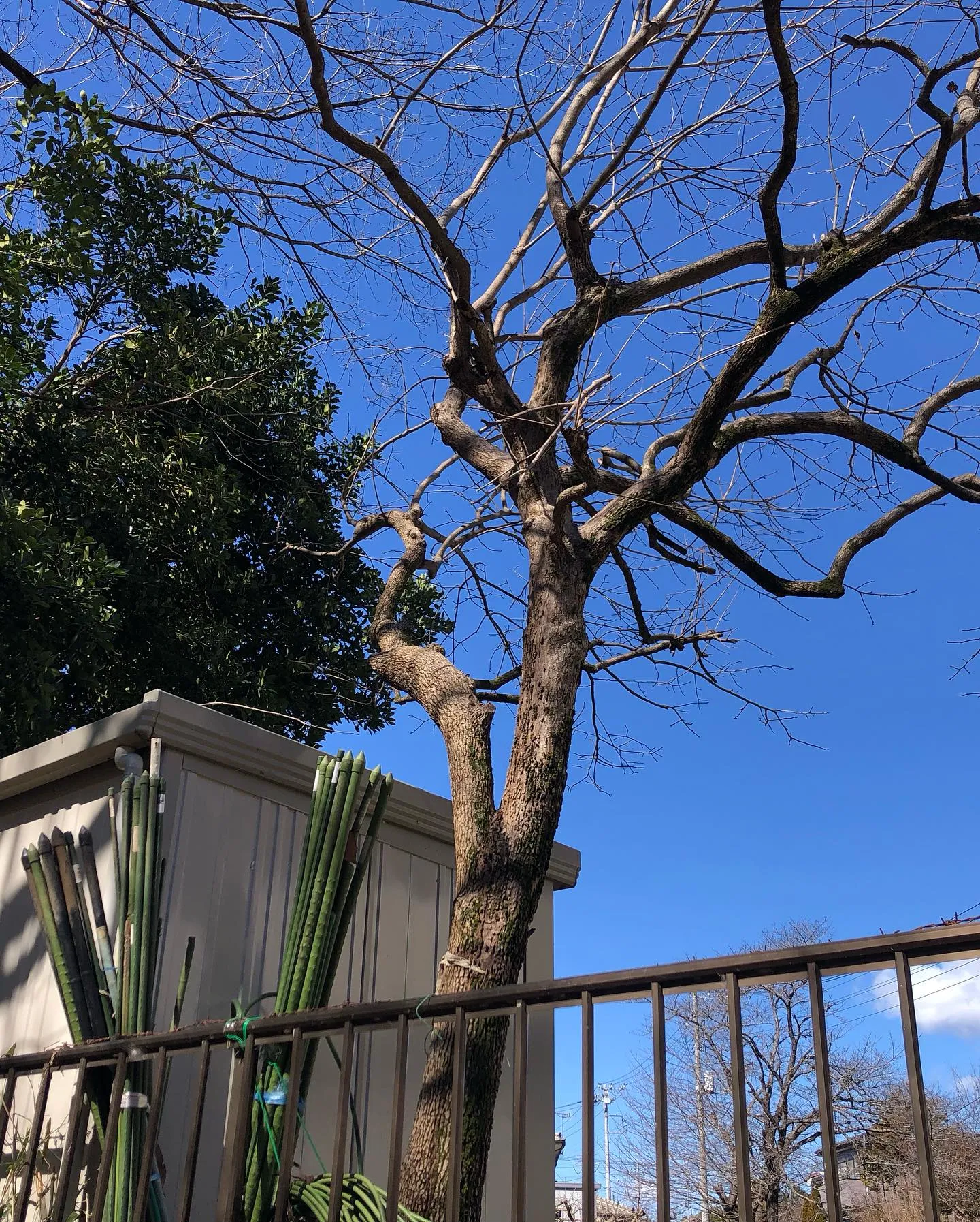 庭木の伐採業者をお探しの皆様へ🌳。