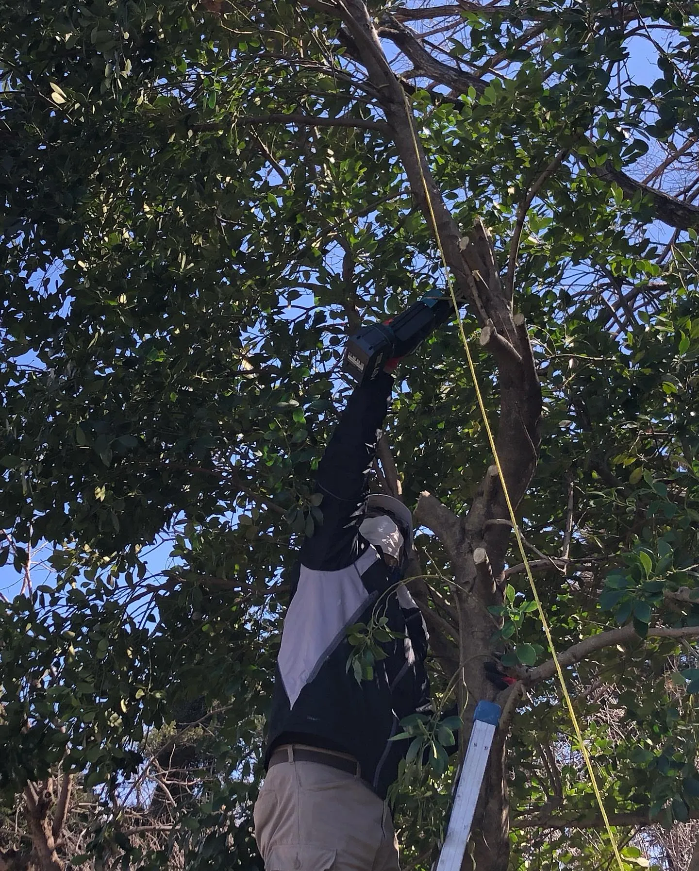 庭木の伐採業者をお探しの皆様へ🌳。