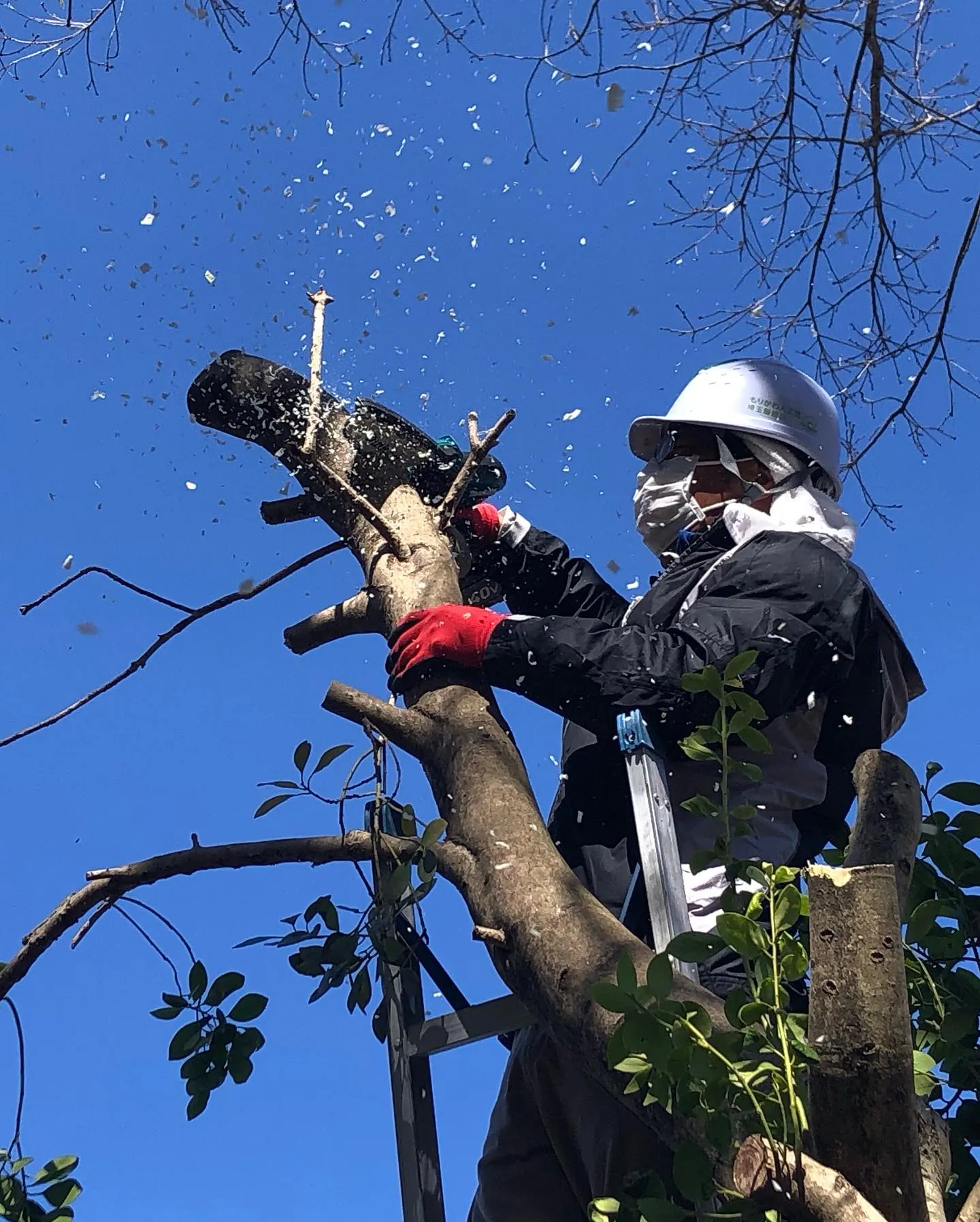庭木の伐採業者をお探しの皆様へ🌳。