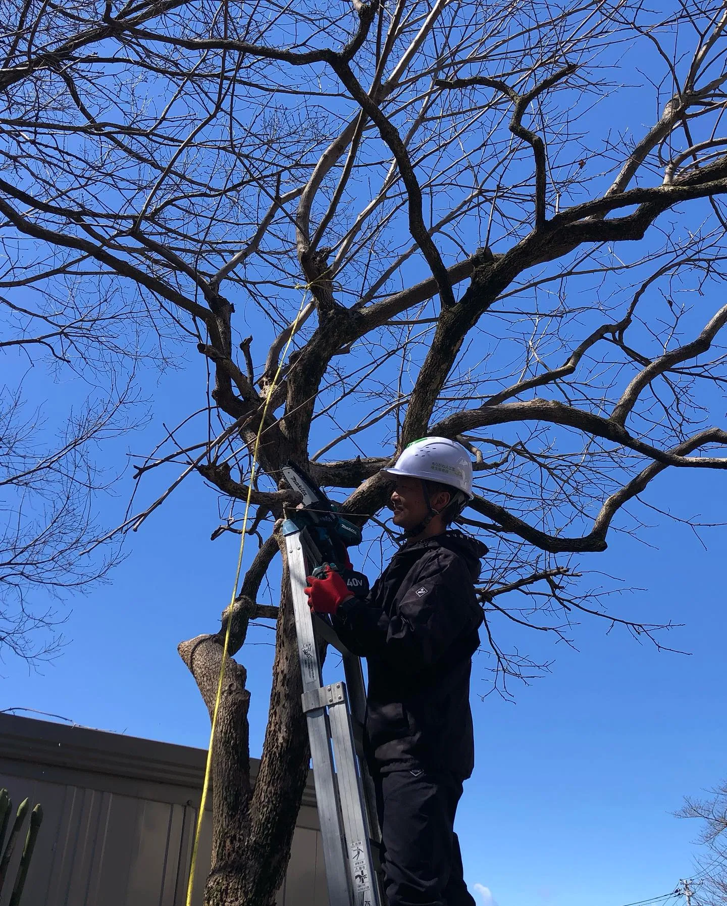 庭木の伐採業者をお探しの皆様へ🌳。