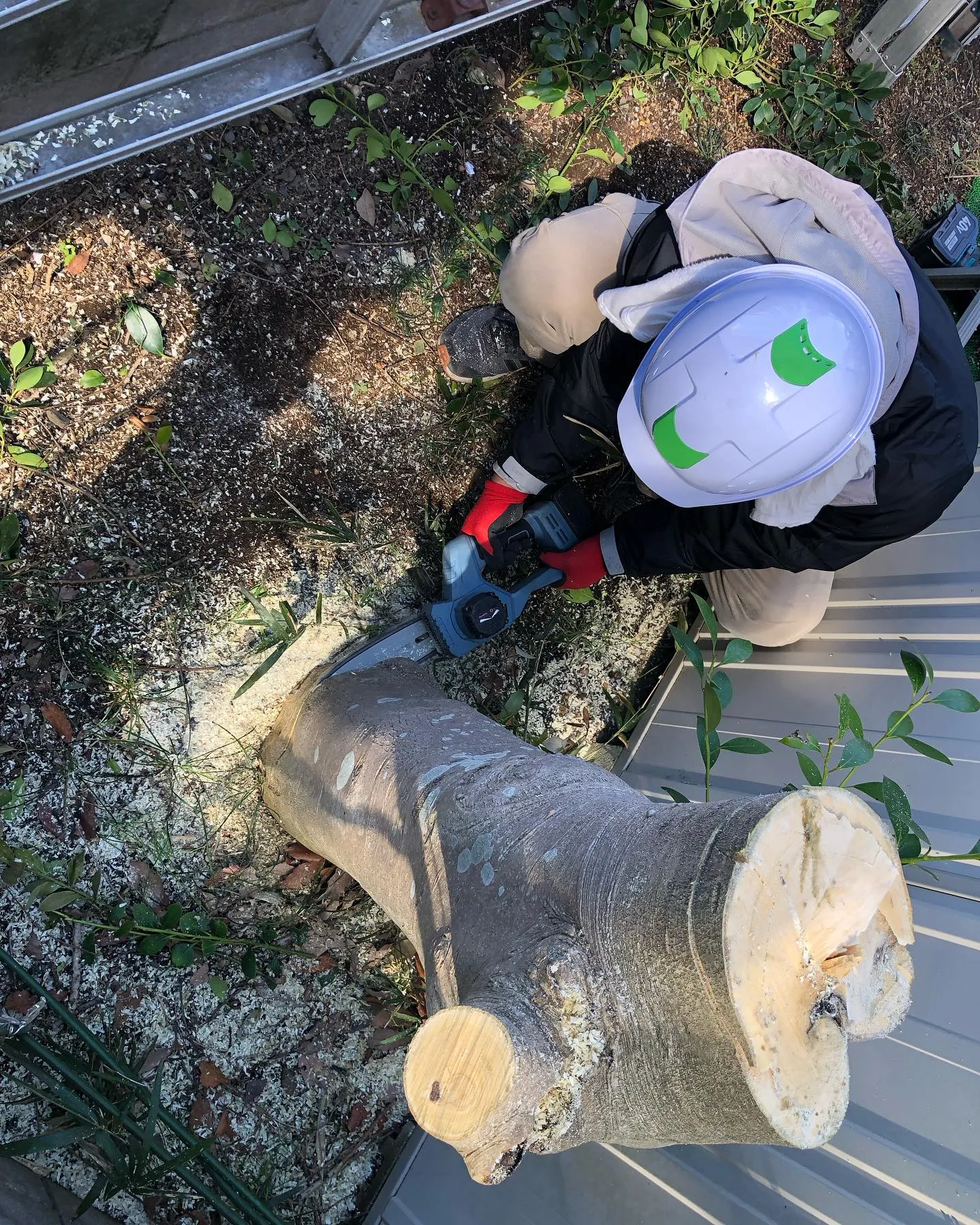 庭木の伐採業者をお探しの皆様へ🌳。