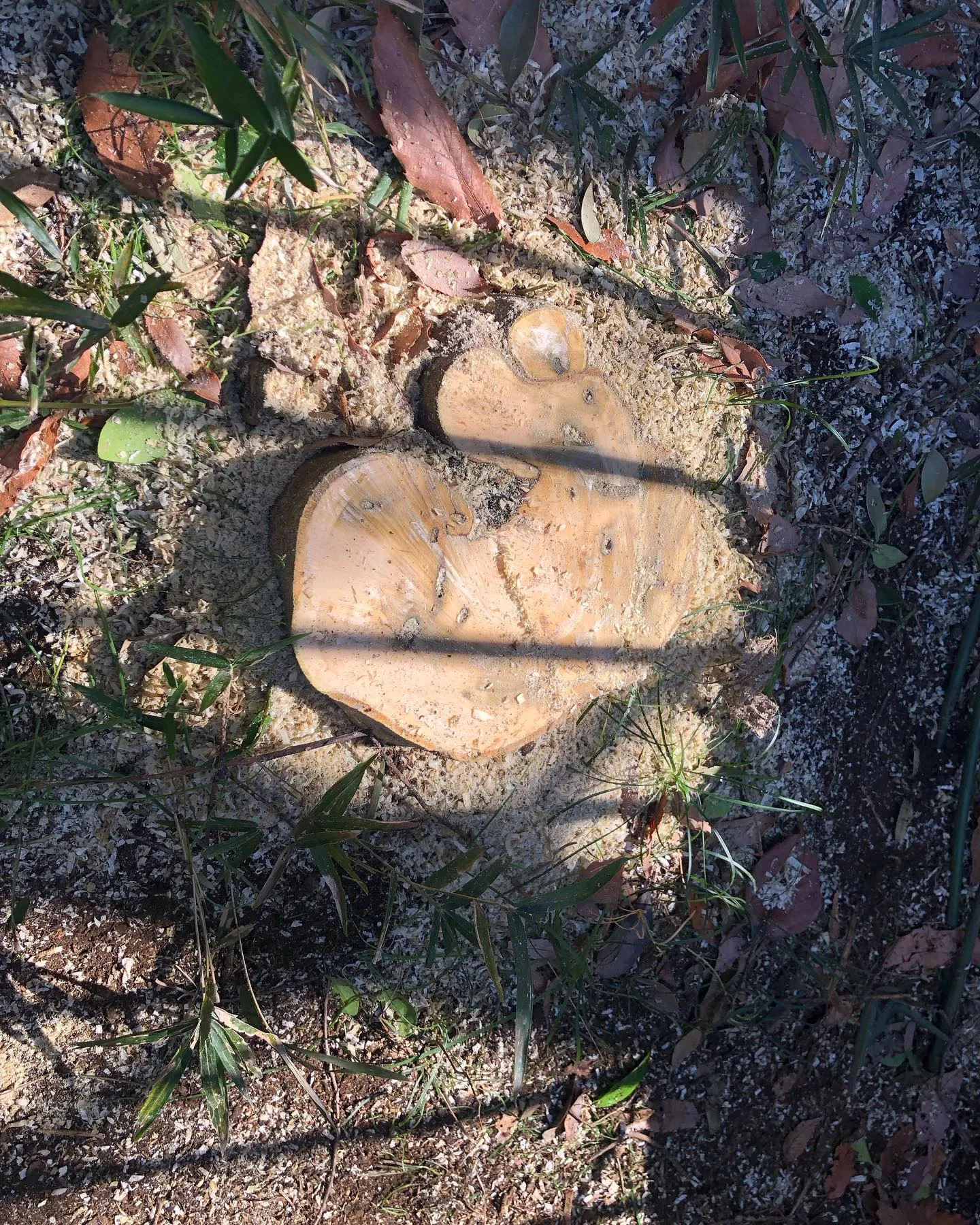 庭木の伐採業者をお探しの皆様へ🌳。