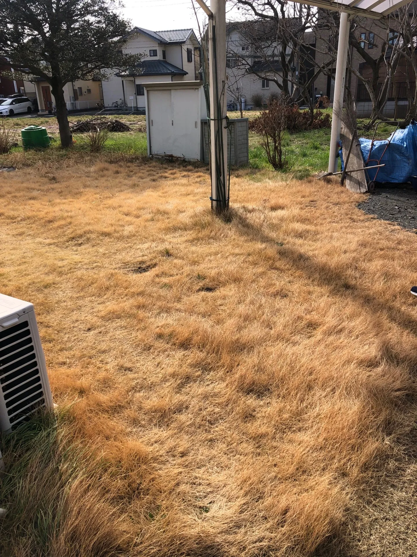 芝生もかなり伸びています。