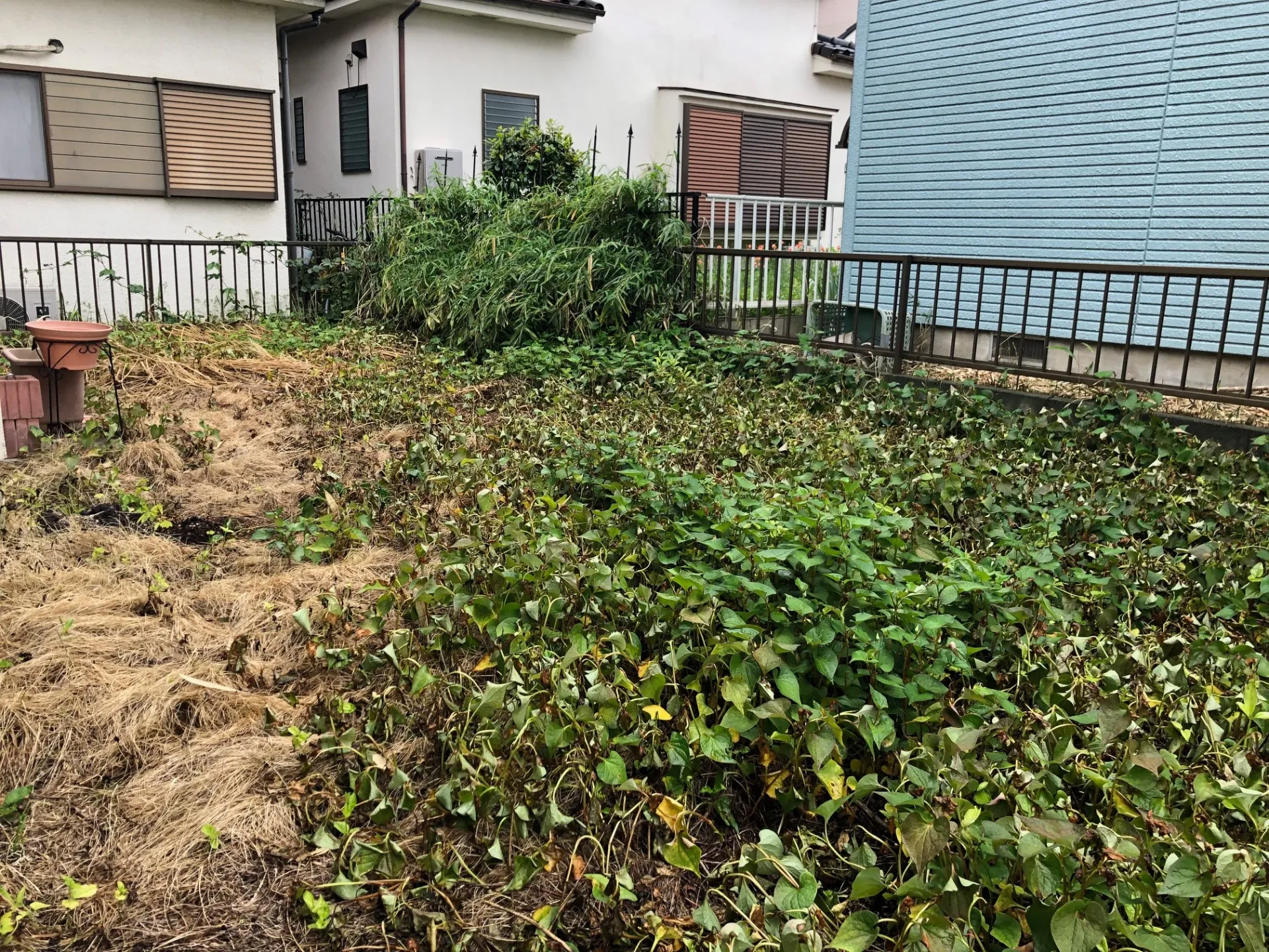 お庭の雑草対策！人工芝の魅力