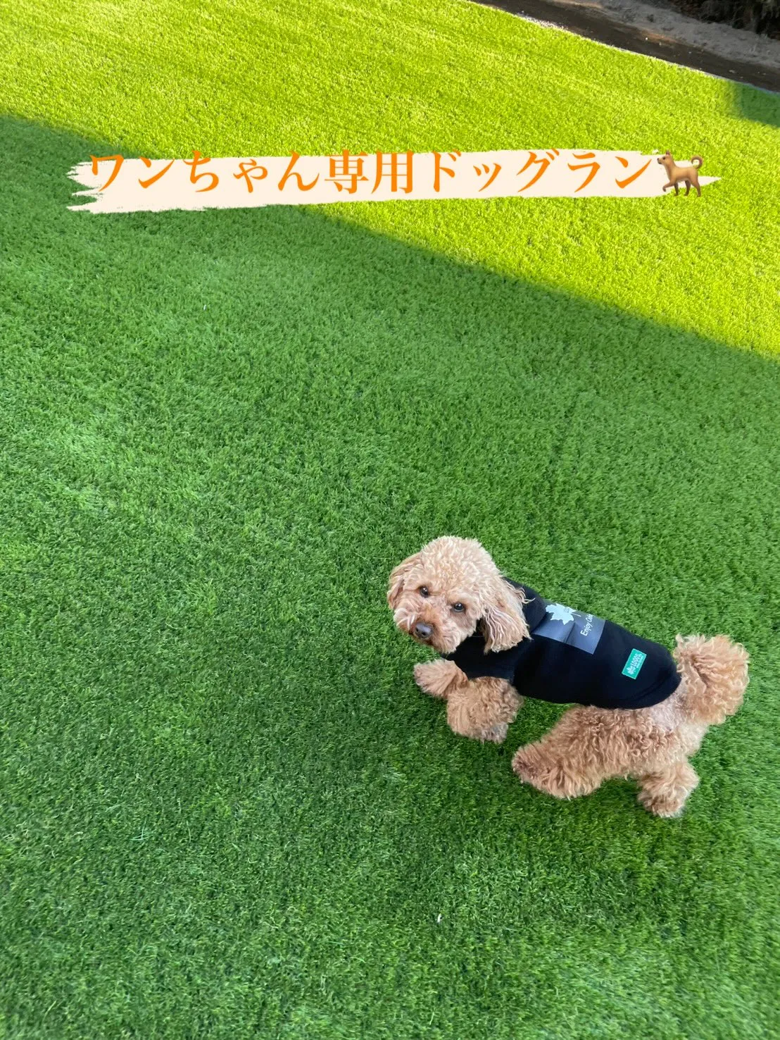 🌱【畑だった庭が…まさかのドッグランに⁉】🌱🏃♂️🐶