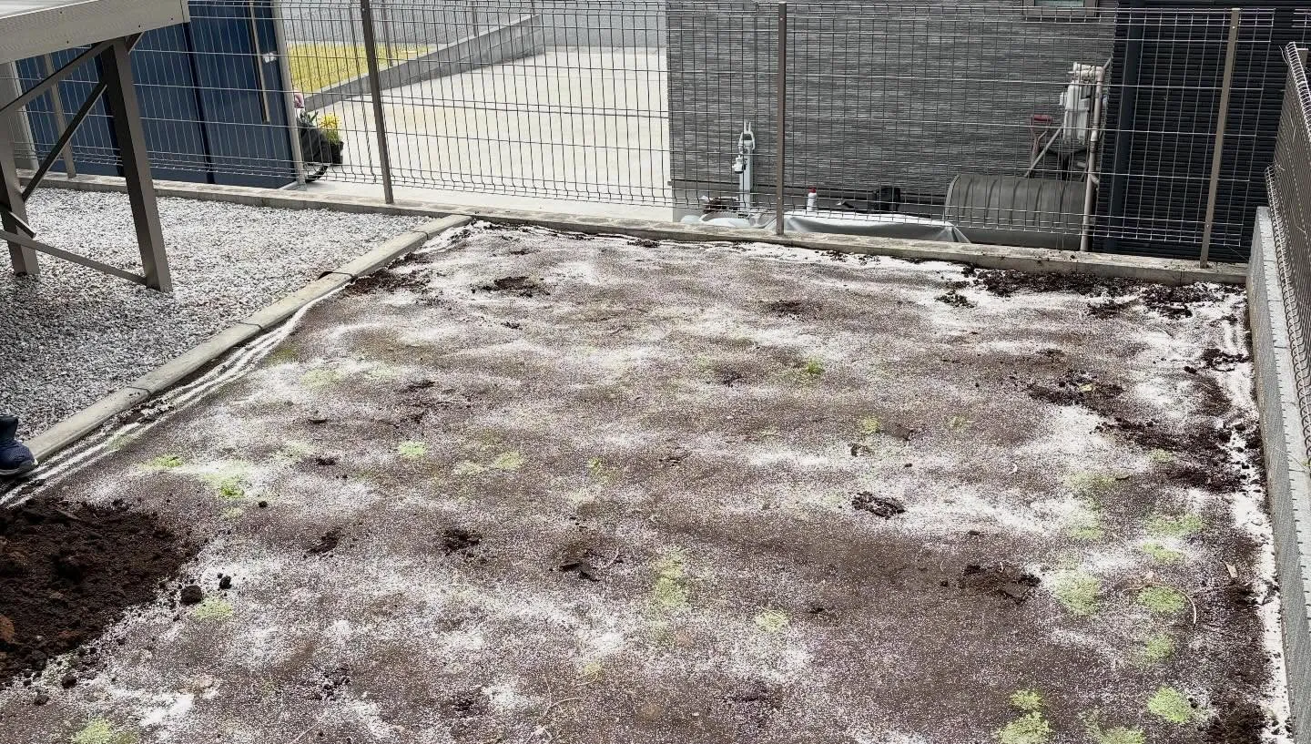 🏠【庭がドッグランに大変身】🐕🌱✨