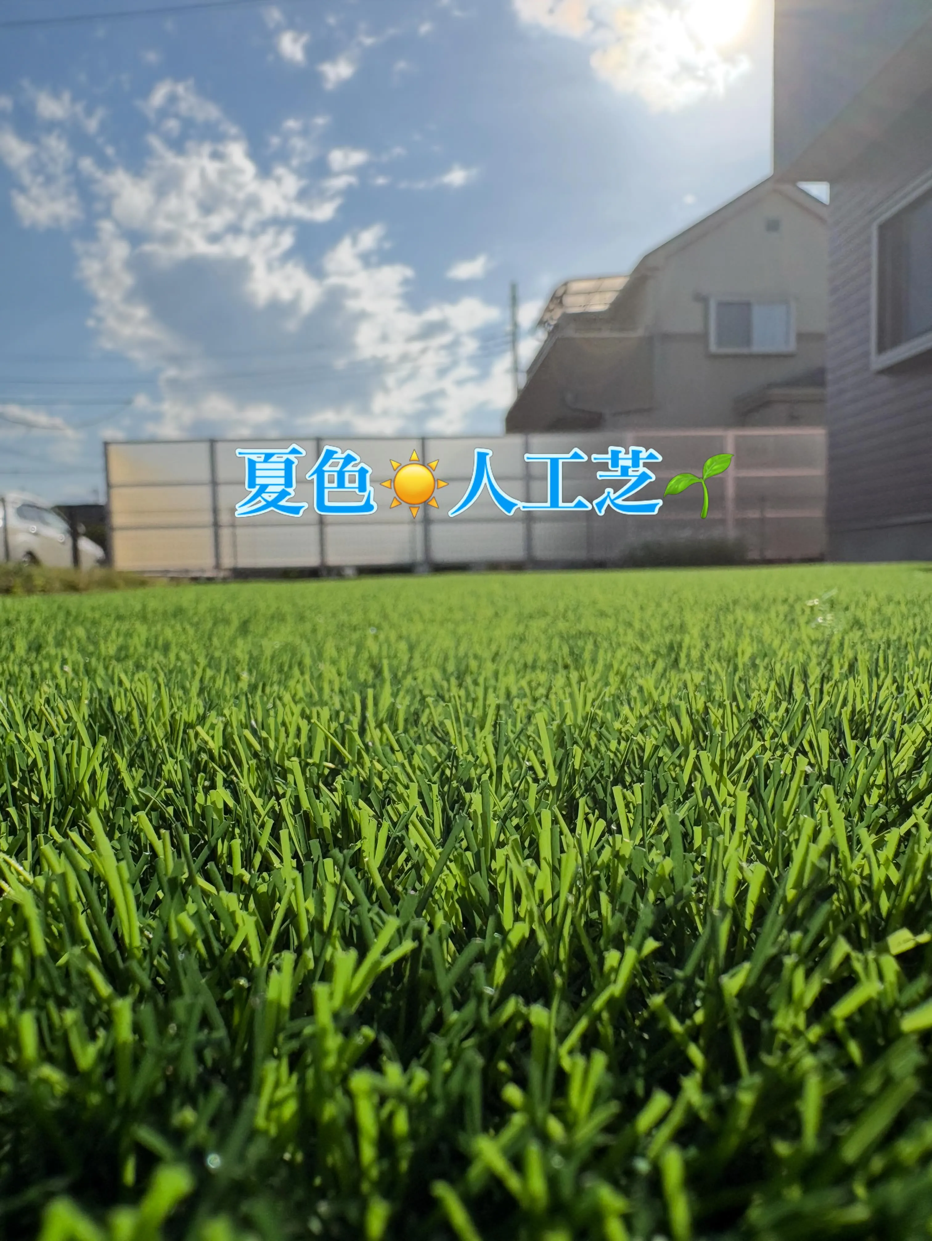 🦋✨アゲハ蝶が植物と間違えて人工芝に🤣✨🦋