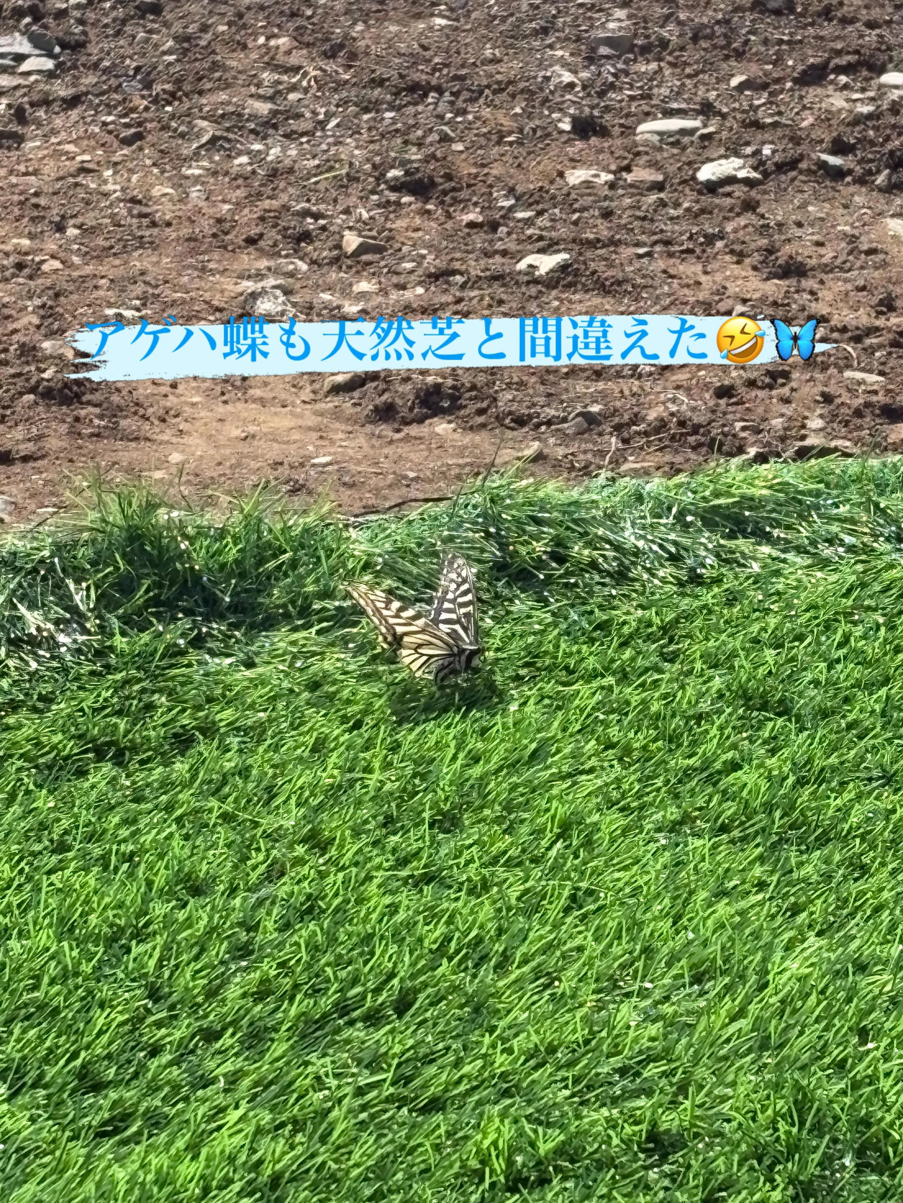 🦋✨アゲハ蝶が植物と間違えて人工芝に🤣✨🦋
