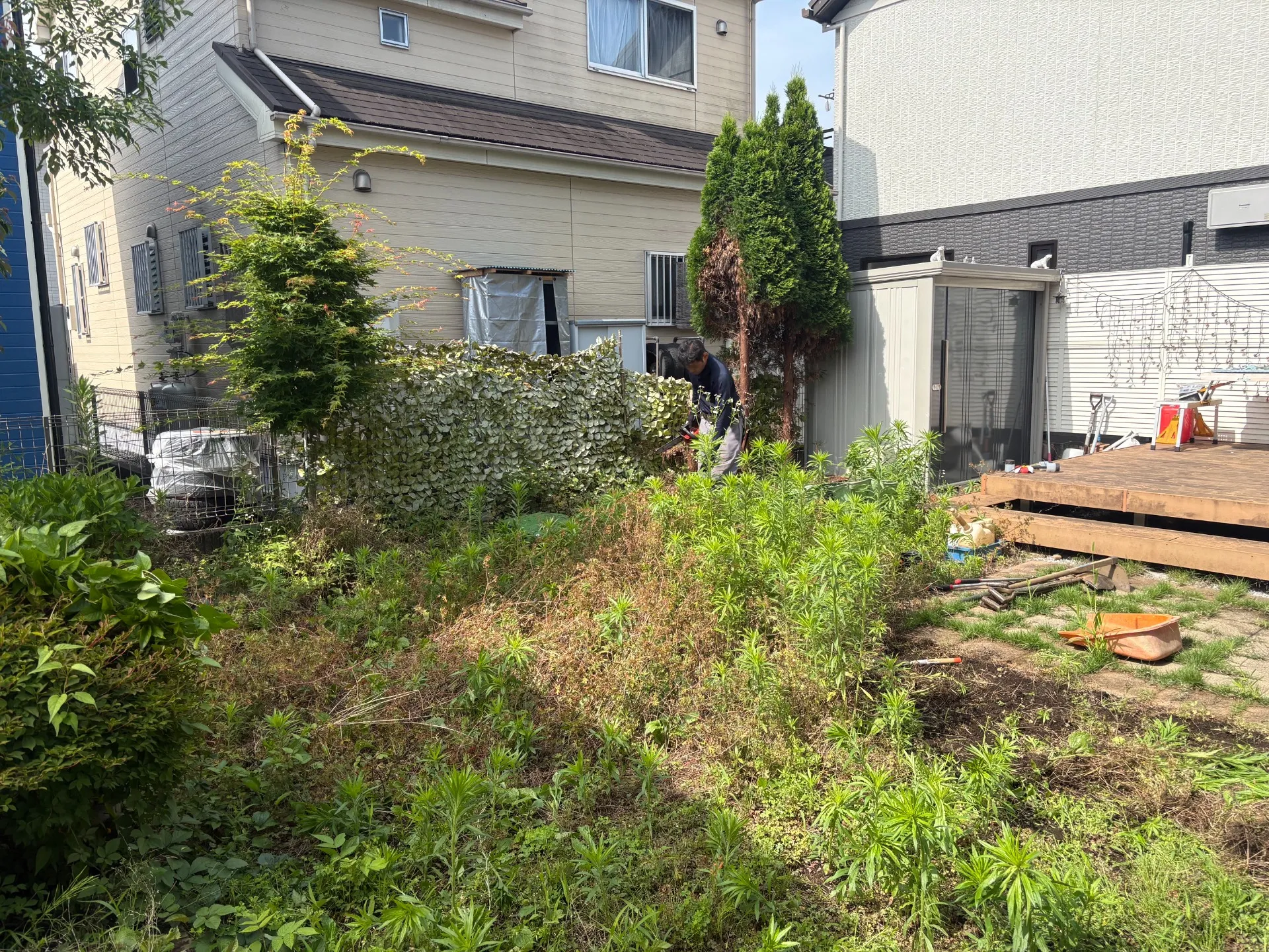 天然芝が雑草に覆われてしまった元のお庭