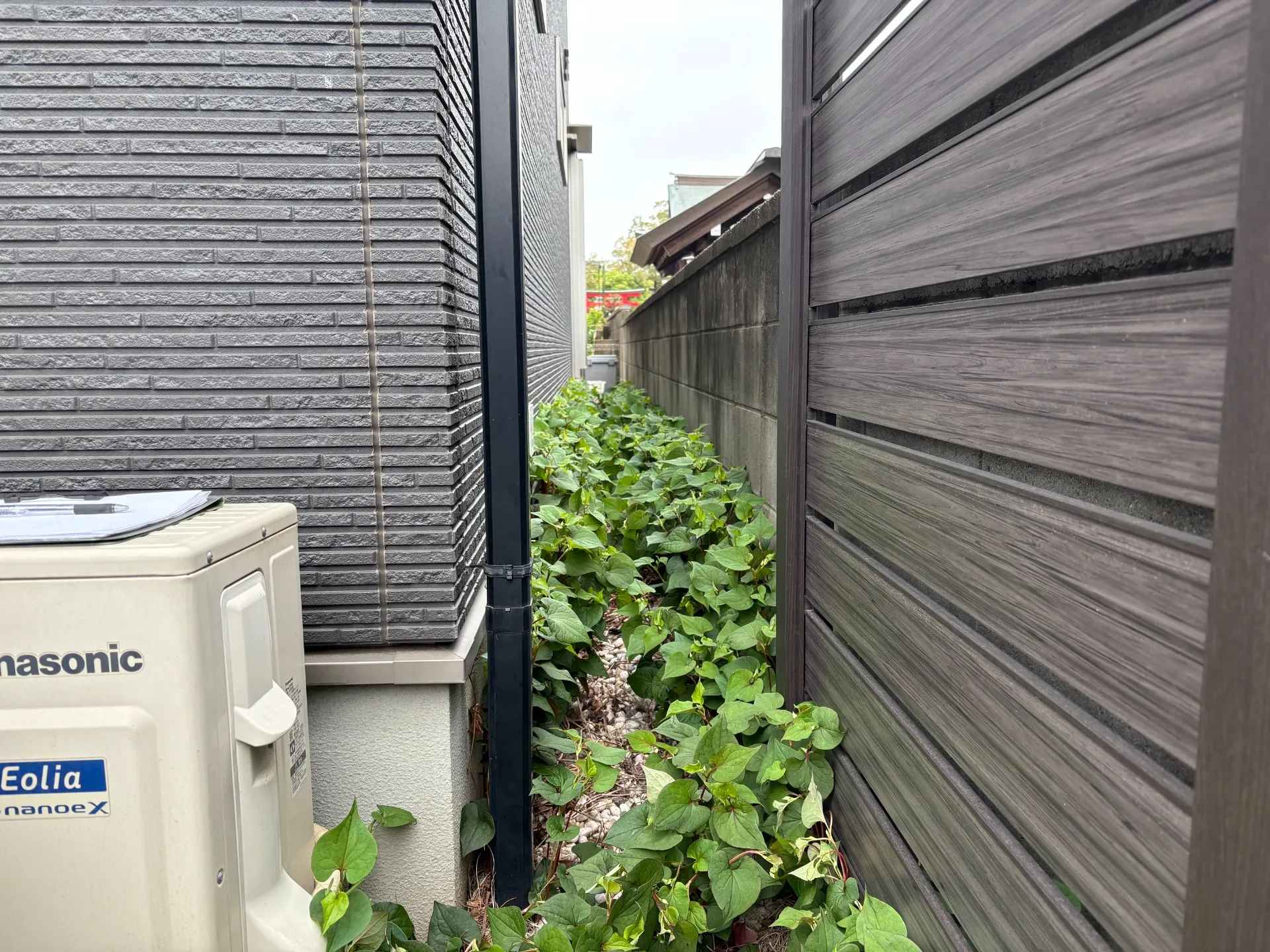 家の周りはドクダミが生い茂っていました。