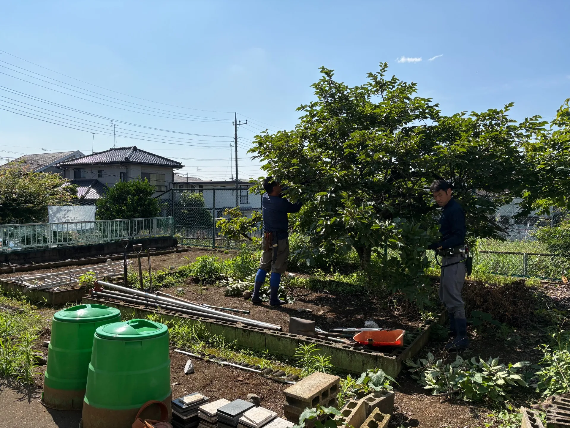 柿木の撤去から