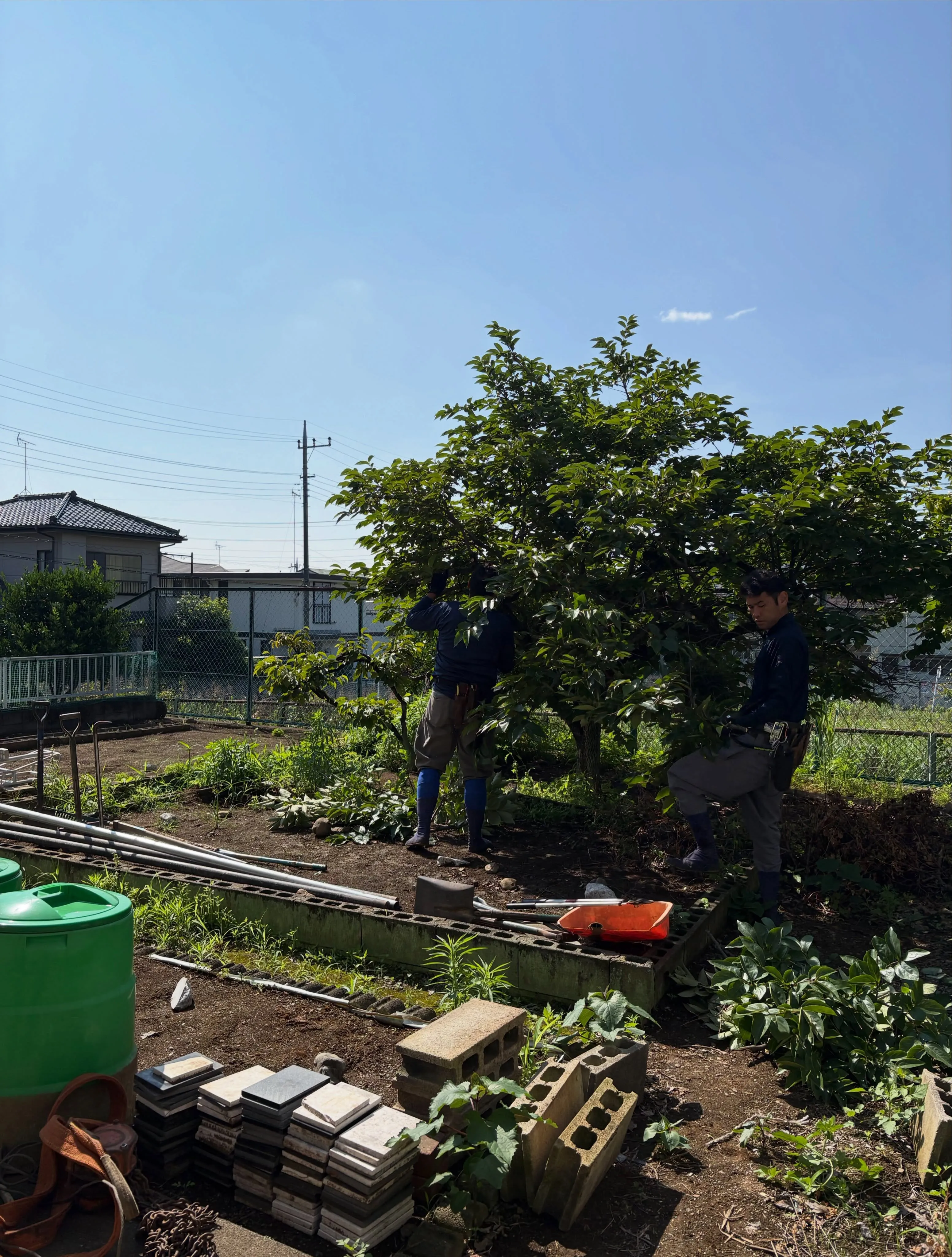🌳「えっ、これ同じ庭!?」😳🔥🔥🔥