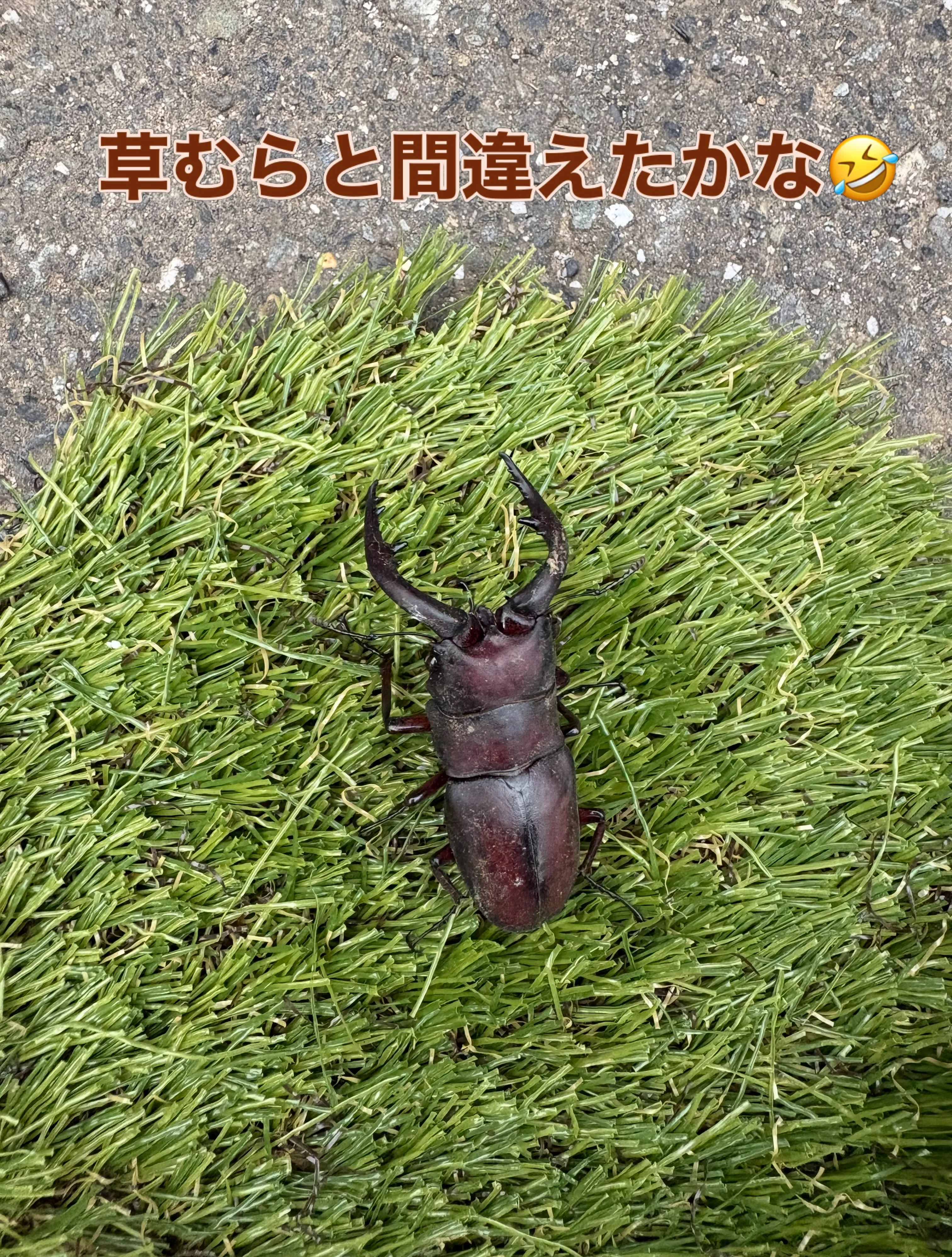 お庭にクワガタ発見‼️😳🍉🌻