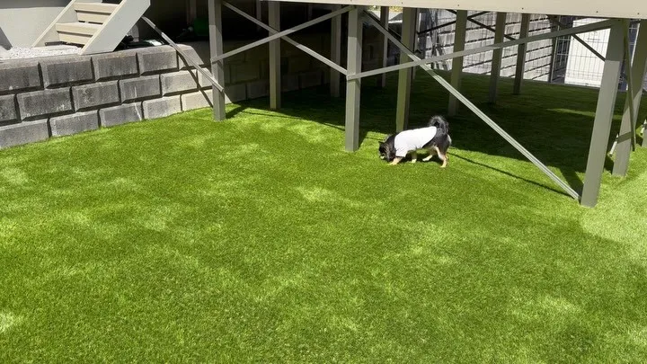 🏠【庭がドッグランに大変身】🐕🌱✨